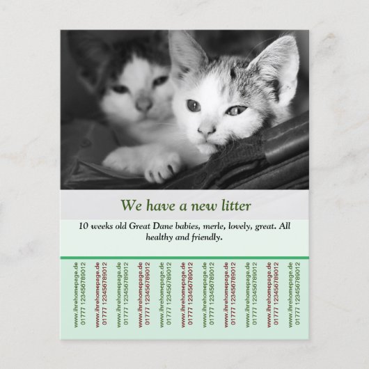 sjabloon voor katje te koop flyer (Voorkant)