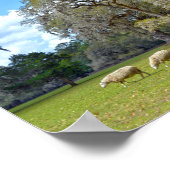 Sjeep Grazing in Middleton Place, South Carolina Poster (Hoek)