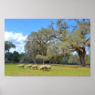 Sjeep Grazing in Middleton Place, South Carolina Poster
