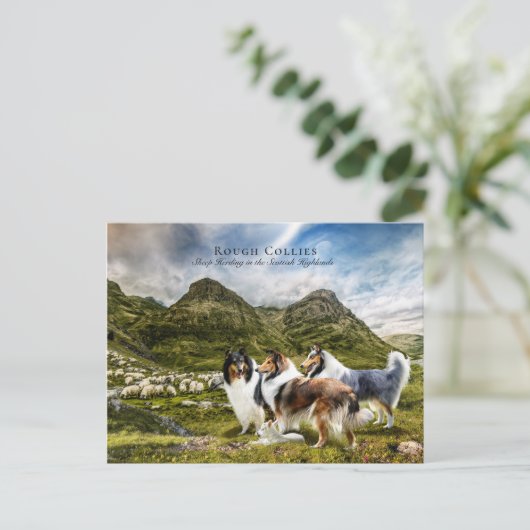 Sjeep Herding Rough Collies - Collectibel Briefkaart (Staand voorkant)