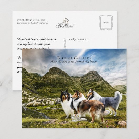 Sjeep Herding Rough Collies - Collectibel Briefkaart (Voorkant / Achterkant)