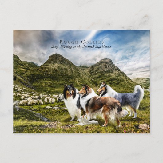 Sjeep Herding Rough Collies - Collectibel Briefkaart (Voorkant)