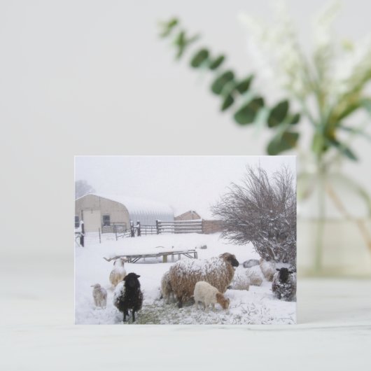 Sjeep in april sneeuw briefkaart (Staand voorkant)