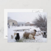 Sjeep in april sneeuw briefkaart (Voorkant / Achterkant)