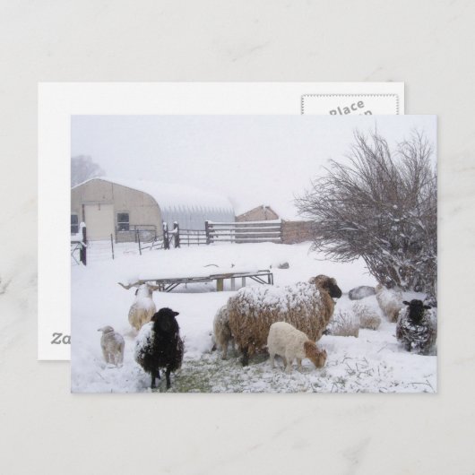 Sjeep in april sneeuw briefkaart (Voorkant / Achterkant)