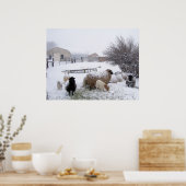 Sjeep in april sneeuw poster (Keuken)