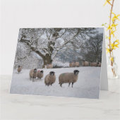 Sjeep in sneeuw kaart (Gele Bloem)