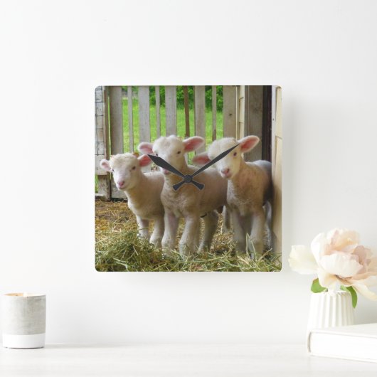 Sjeep Lambs Square Clock Vierkante Klok (Huis)