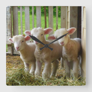 Sjeep Lambs Square Clock Vierkante Klok