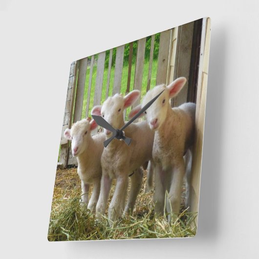 Sjeep Lambs Square Clock Vierkante Klok (Hoek)