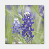 SJefferson Texas Bluebonnets Series #1 Magneet (Voorkant)