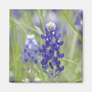 SJefferson Texas Bluebonnets Series #1 Magneet