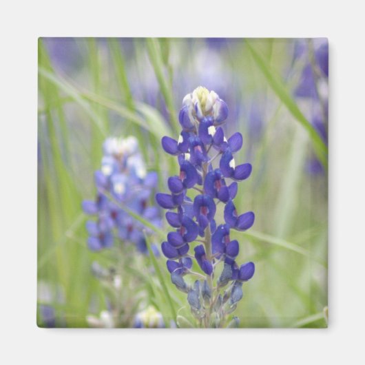 SJefferson Texas Bluebonnets Series #1 Magneet (Voorkant)