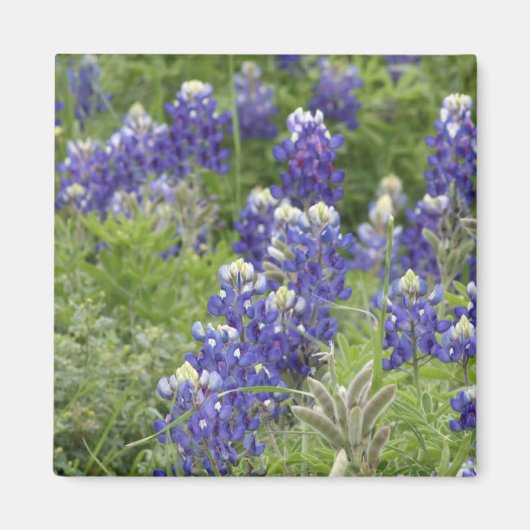 SJefferson Texas Bluebonnets Series #2 Magneet (Voorkant)