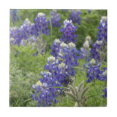 SJefferson Texas Bluebonnets Series #2 Tegeltje (Voorkant)