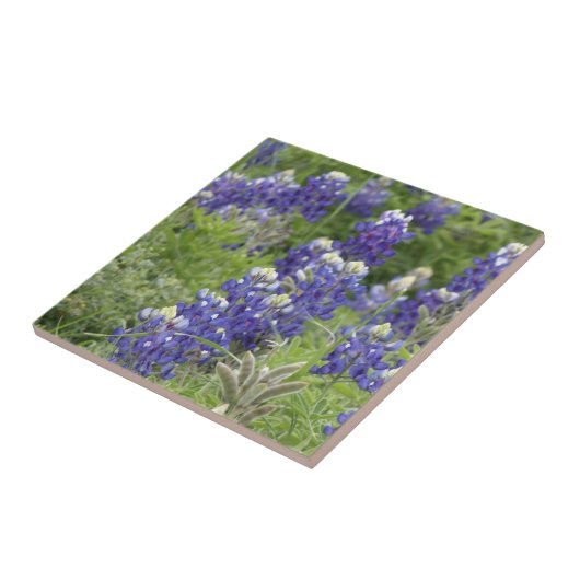 SJefferson Texas Bluebonnets Series #2 Tegeltje (Zijkant)