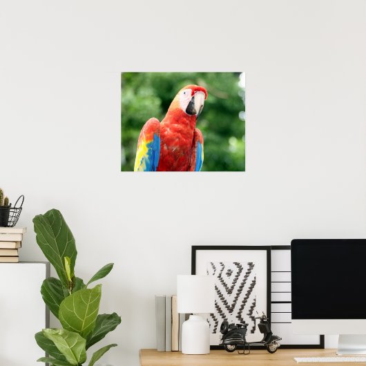 sjerpen macaw poster (Thuiskantoor)