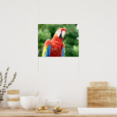 sjerpen macaw poster (Keuken)