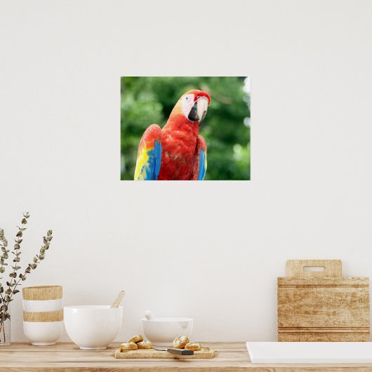sjerpen macaw poster (Keuken)