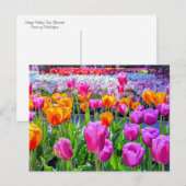 Skagit Valley Tulip Briefkaart (Voorkant / Achterkant)