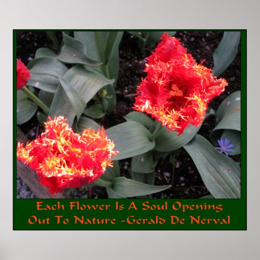 Skagit Valley Tulip Festival Poster (Voorkant)