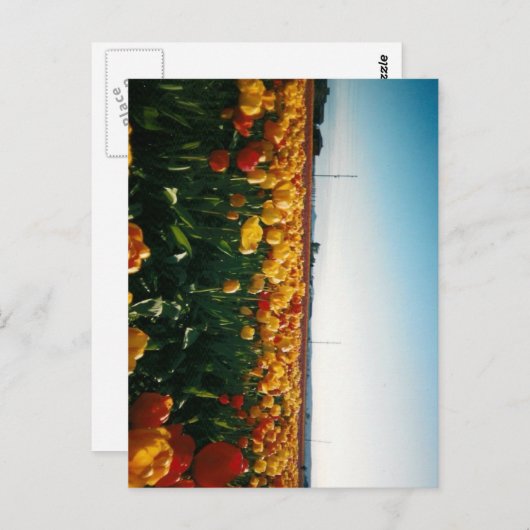 skagit valley tulips briefkaart (Voorkant / Achterkant)