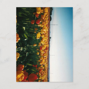 skagit valley tulips briefkaart