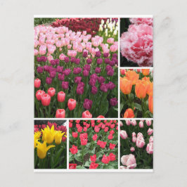 Skagit Valley, WA tulpen briefkaart collage