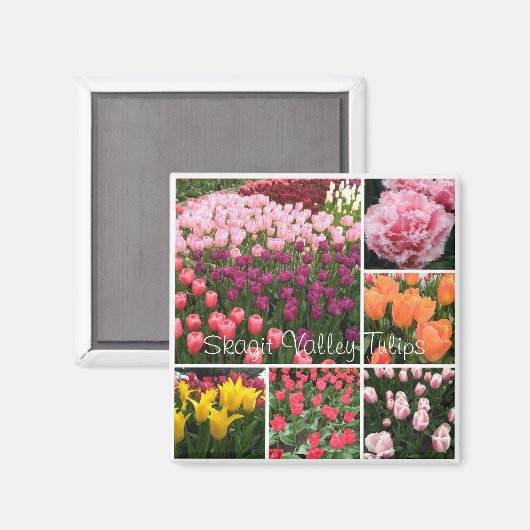 Skagit Valley, WA tulpen magnet (Voorkant / Achterkant)