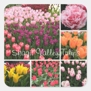 Skagit Valley, WA tulpen sticker collage