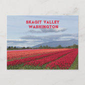 Skagit Valley Washington State Tulp Briefkaart (Voorkant)
