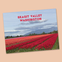 Skagit Valley Washington State Tulp