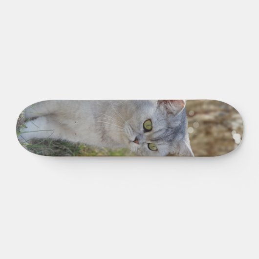 Skateboard Atento gato británico de pelo corto  (Horizontaal)