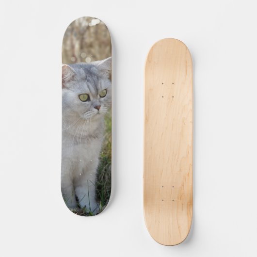 Skateboard Atento gato británico de pelo corto  (Voorkant)