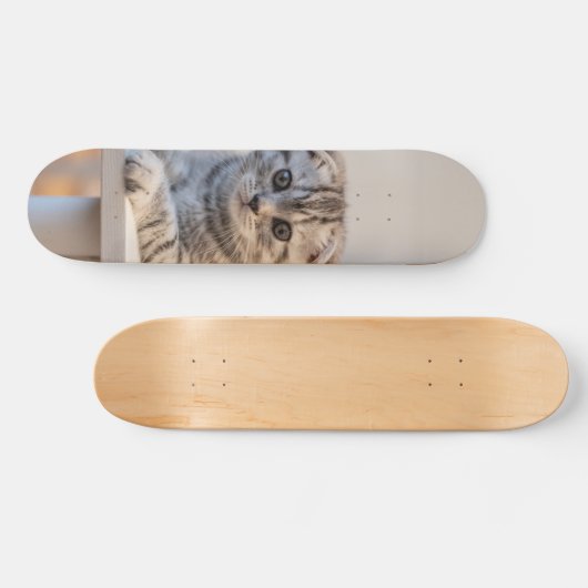 Skateboard Atento gato de raza fold escocés (Horizontaal)