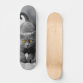 Skateboard Curioso gato británico de pelo corto (Voorkant)