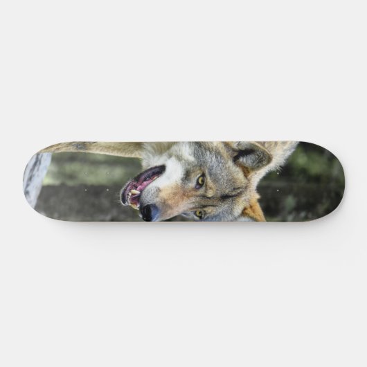 Skateboard Depredador lobo gris observando (Horizontaal)