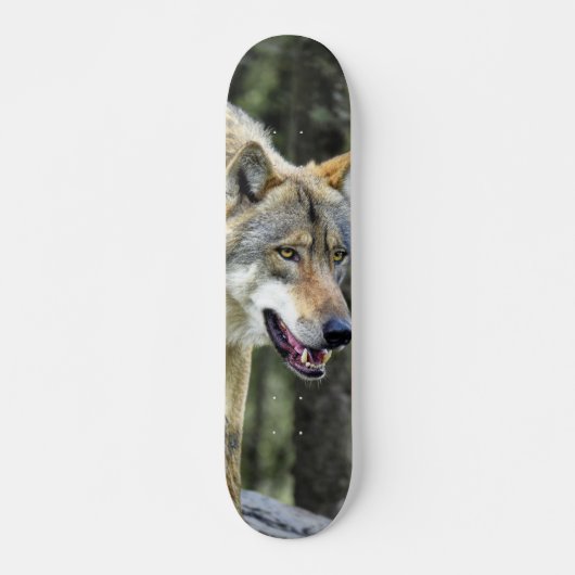 Skateboard Depredador lobo gris observando (Voorkant)