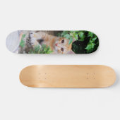 Skateboard Gato descansa atento para cazar (Horizontaal)