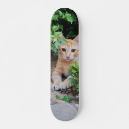 Skateboard Gato descansa atento para cazar