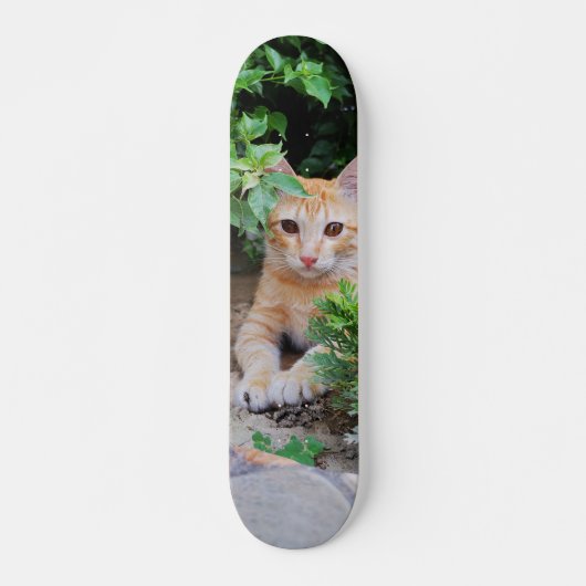 Skateboard Gato descansa atento para cazar (Voorkant)