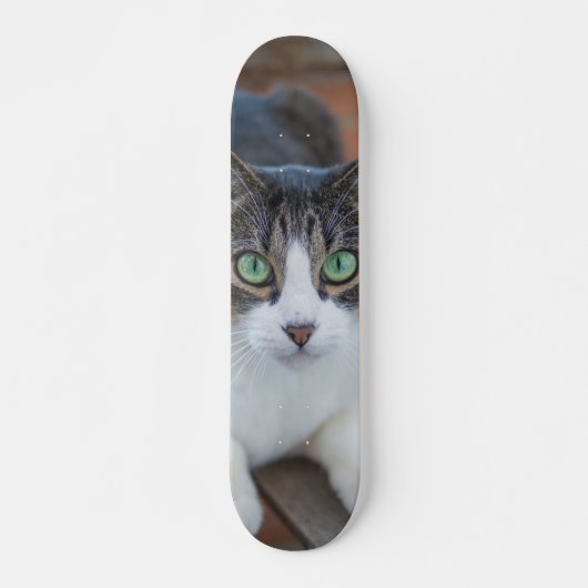 Skateboard Gato gris y blanco observando (Voorkant)