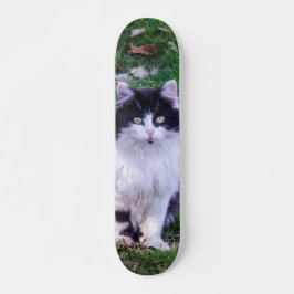 Skateboard Gato raza Maine Coon pelo largo