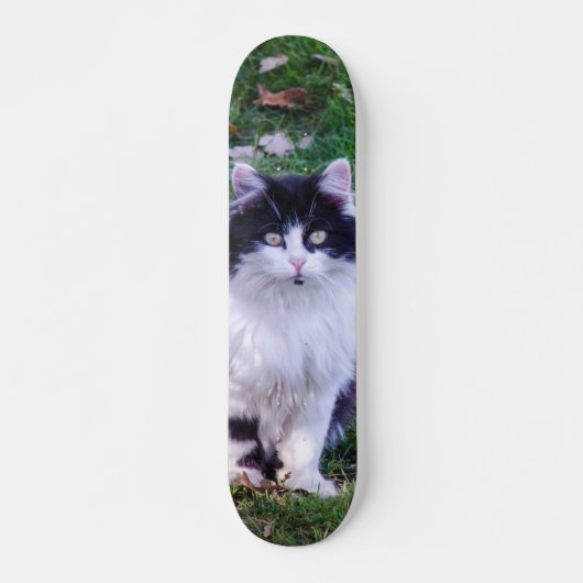 Skateboard Gato raza Maine Coon pelo largo (Voorkant)