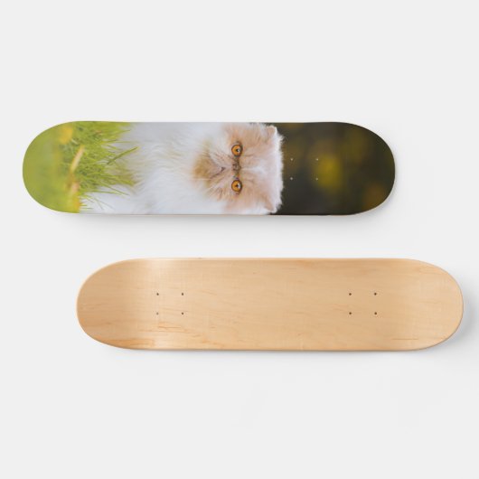 Skateboard Peludo gato persa observando (Horizontaal)