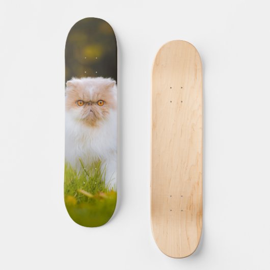 Skateboard Peludo gato persa observando (Voorkant)
