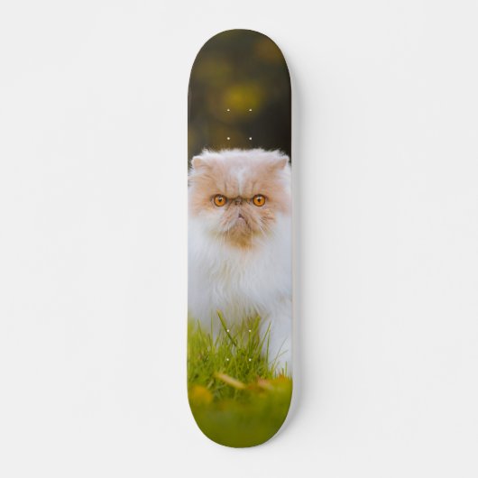 Skateboard Peludo gato persa observando (Voorkant)