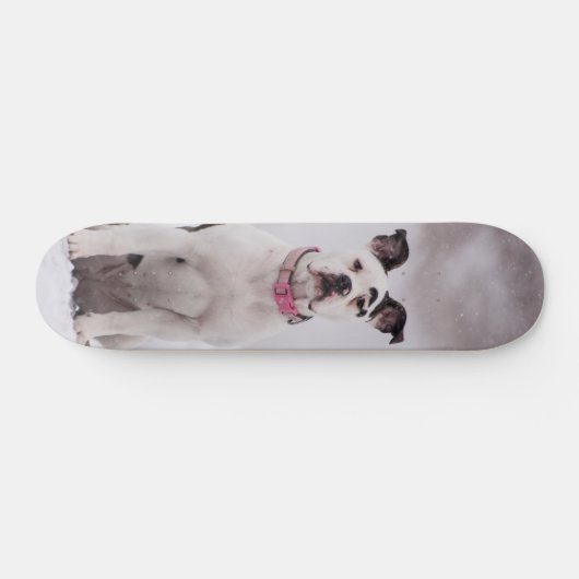 Skateboard Perro Boxer sentado en la nieve (Horizontaal)