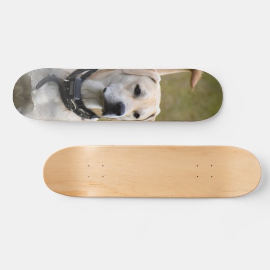 Skateboard Perro Labrador con collar vigilando  (Horizontaal)