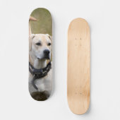 Skateboard Perro Labrador con collar vigilando  (Voorkant)